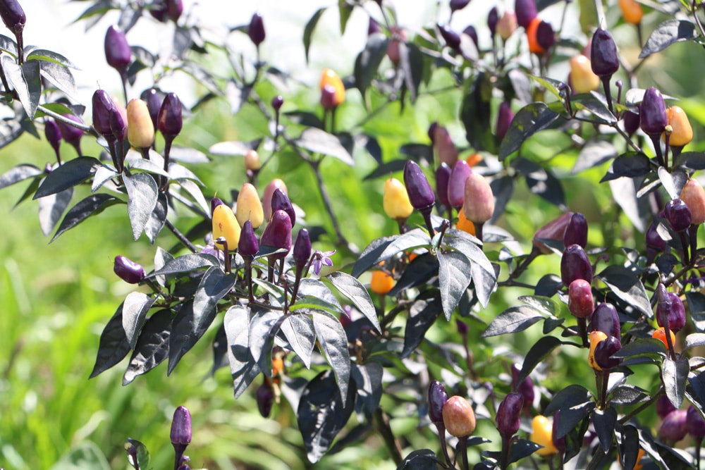 Chili zimmerpflanze - Der absolute Gewinner unter allen Produkten