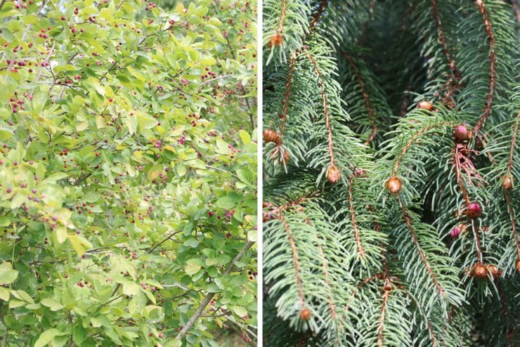 Flachwurzler was ist das? 15 flachwurzelnde Bäume und Sträucher