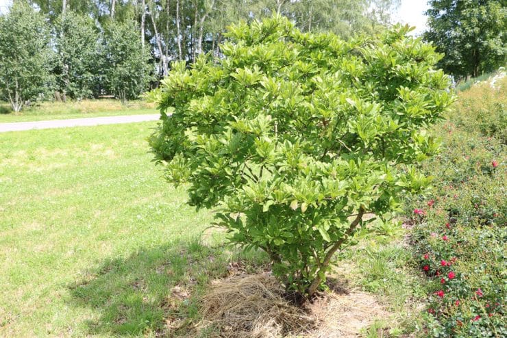 Flachwurzler was ist das? 15 flachwurzelnde Bäume und Sträucher