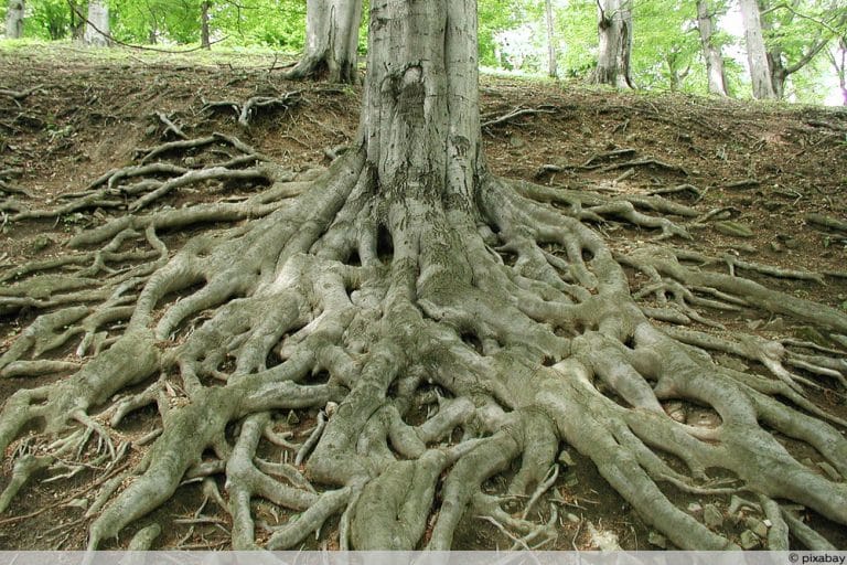 Flachwurzler was ist das? 15 flachwurzelnde Bäume und Sträucher