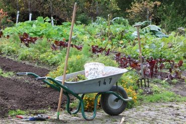 Garten Mischkultur