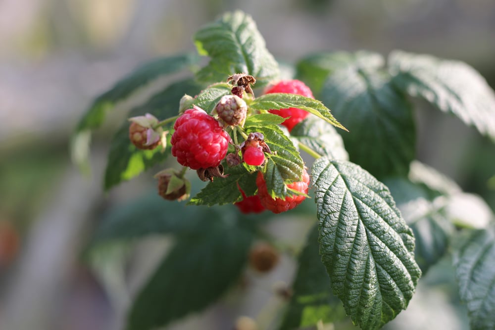 Himbeeren düngen