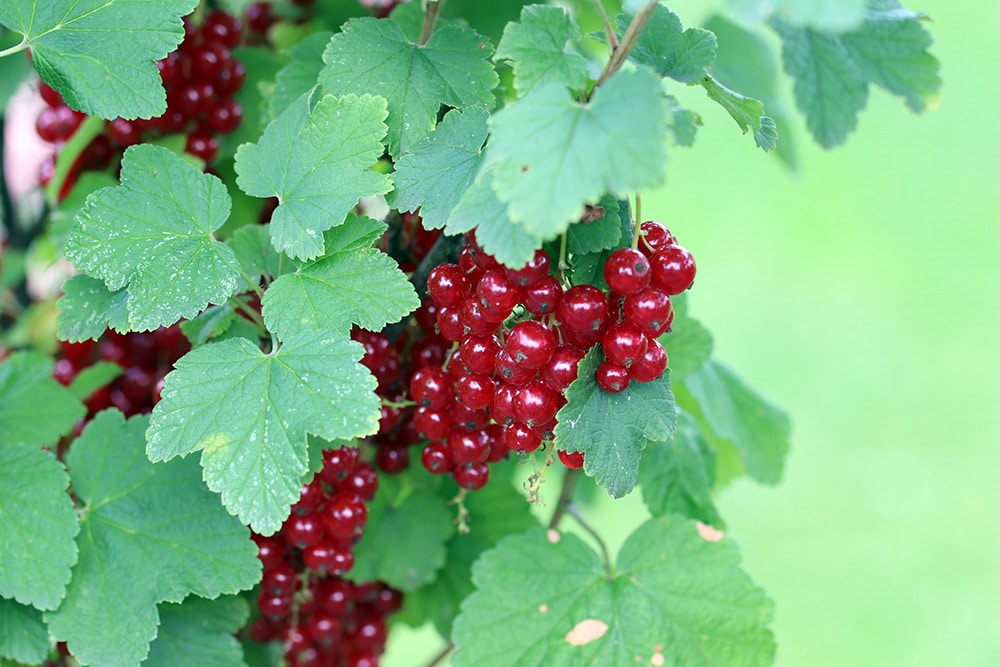 Johannisbeersaft selber machen: Anleitung | Herstellen & haltbar machen ... Johannisbeersaft selber machen: Anleitung | Herstellen & haltbar machen ...