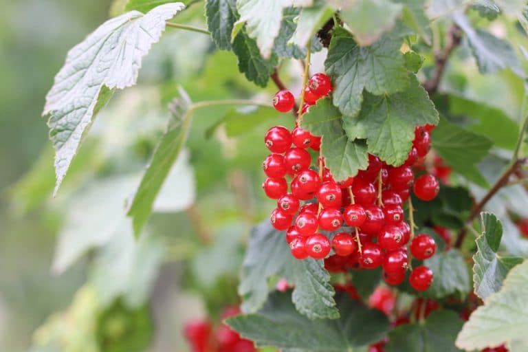 Läuse an Johannisbeeren 7 natürliche Mittel gegen Blattläuse