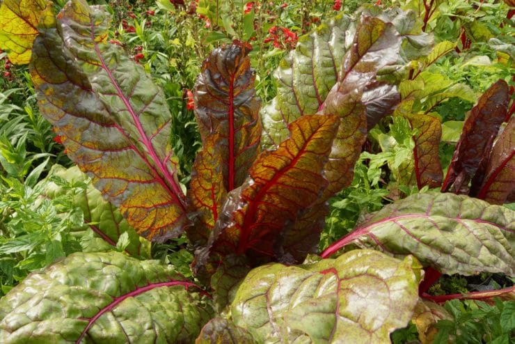 Mangold ernten: ab wann und wie lange geht die Erntezeit ...