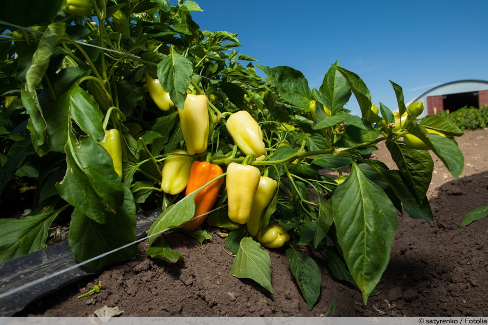 Blattläuse an Paprika: was tun? | Läuse natürlich bekämpfen