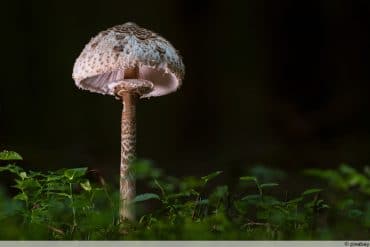 Parasolpilz Richtig Erkennen So Sieht Er Aus Hilfreiche Bilder parasolpilz-richtig-erkennen-so-sieht-er-aus-hilfreiche-bilder