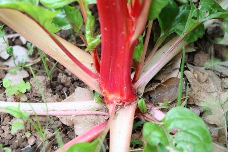 Wie lange kann man Rhabarber ernten? Infos zur Erntezeit