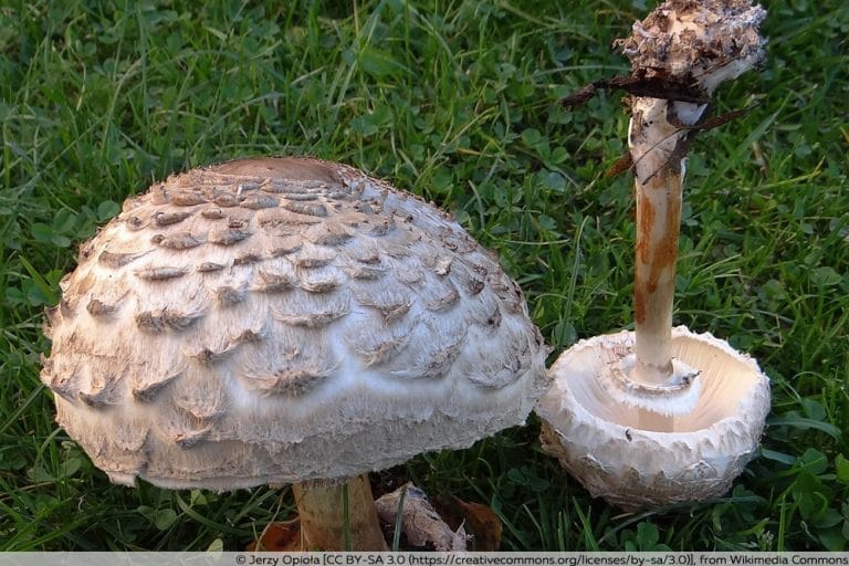 Parasolpilz Richtig Erkennen So Sieht Er Aus Hilfreiche Bilder parasolpilz-richtig-erkennen-so-sieht-er-aus-hilfreiche-bilder