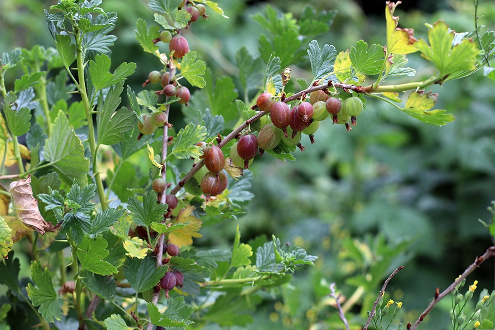 Stachelbeere Zweig