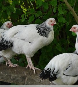 Brahma-Huhn