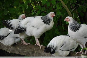 Brahma-Huhn