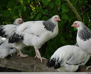 Brahma-Huhn