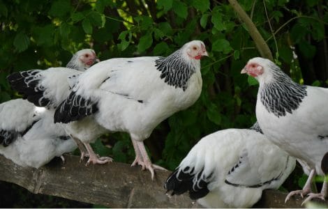 Brahma-Huhn