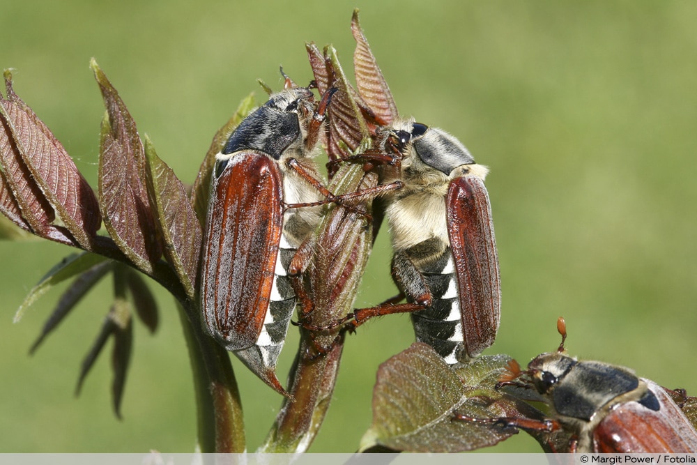 Käfer? Wie sich Käfer bekämpfen und vertreiben lassen.