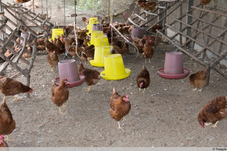 Hühnerstall einrichten