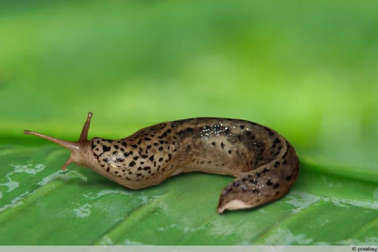 Tigerschnecke Tigerschnegel Nützling