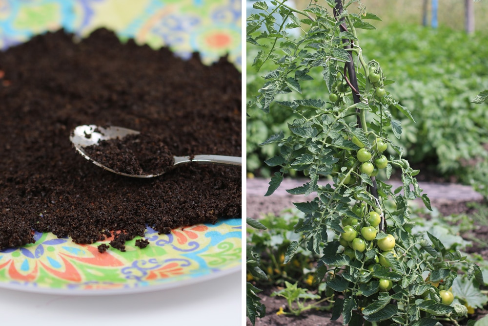 Kaffeesatz als Dünger für Tomaten So setzen Sie Kaffee richtig ein