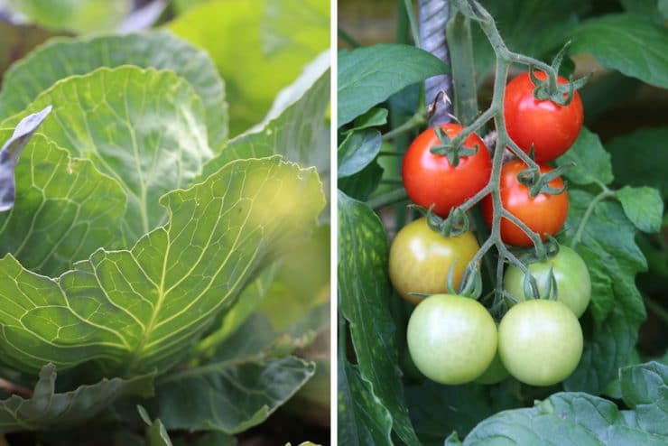 Mischkultur bei Paprika was kann man zusammen pflanzen