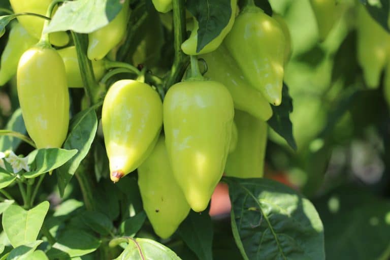 Paprika im Gewächshaus oder Freiland wo gedeihen Sie besser