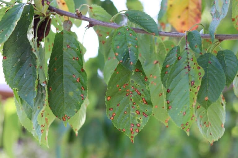 10 KirschbaumKrankheiten von AZ Übersicht
