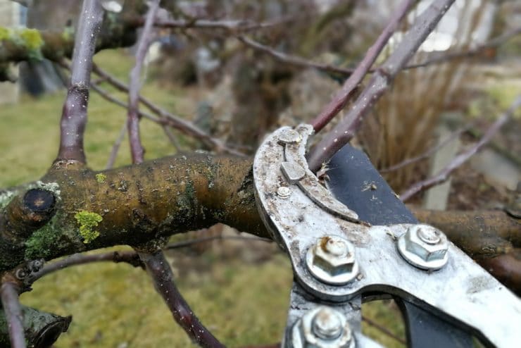 Wassertriebe am Obstbaum entfernen