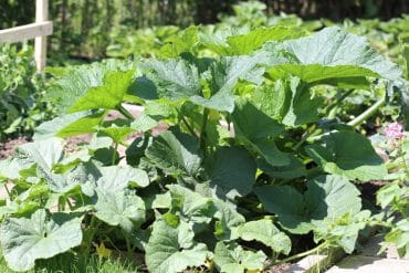 Zucchini blüht nicht