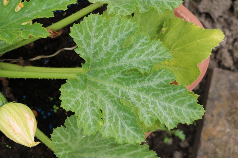 Zucchini bekommt gelbe Blätter: 7 häufige Ursachen - Selbstversorger.de