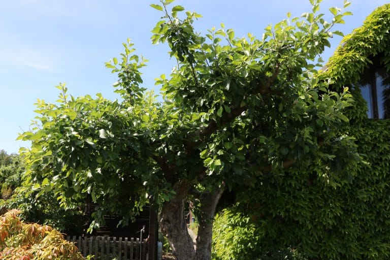 Apfelbaum blüht nicht: 9 Ursachen | Wann blühen Apfelbäume ...
