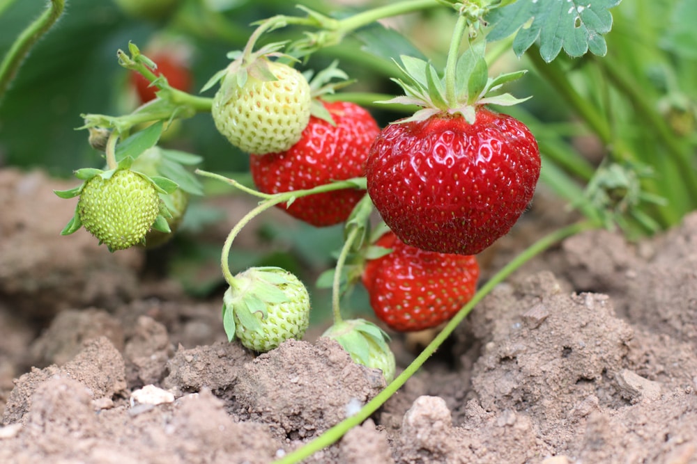 Erdbeeren einfrieren: frisch und gezuckert - so gelingt&amp;#39;s | Haltbarkeit ...