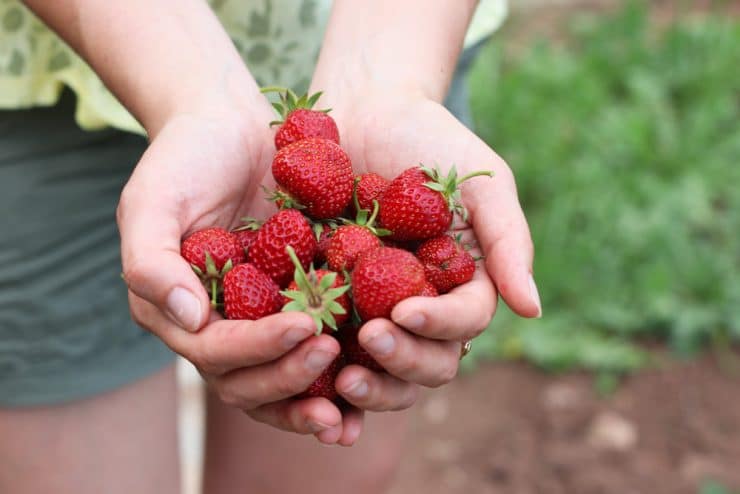 Erdbeeren einfrieren