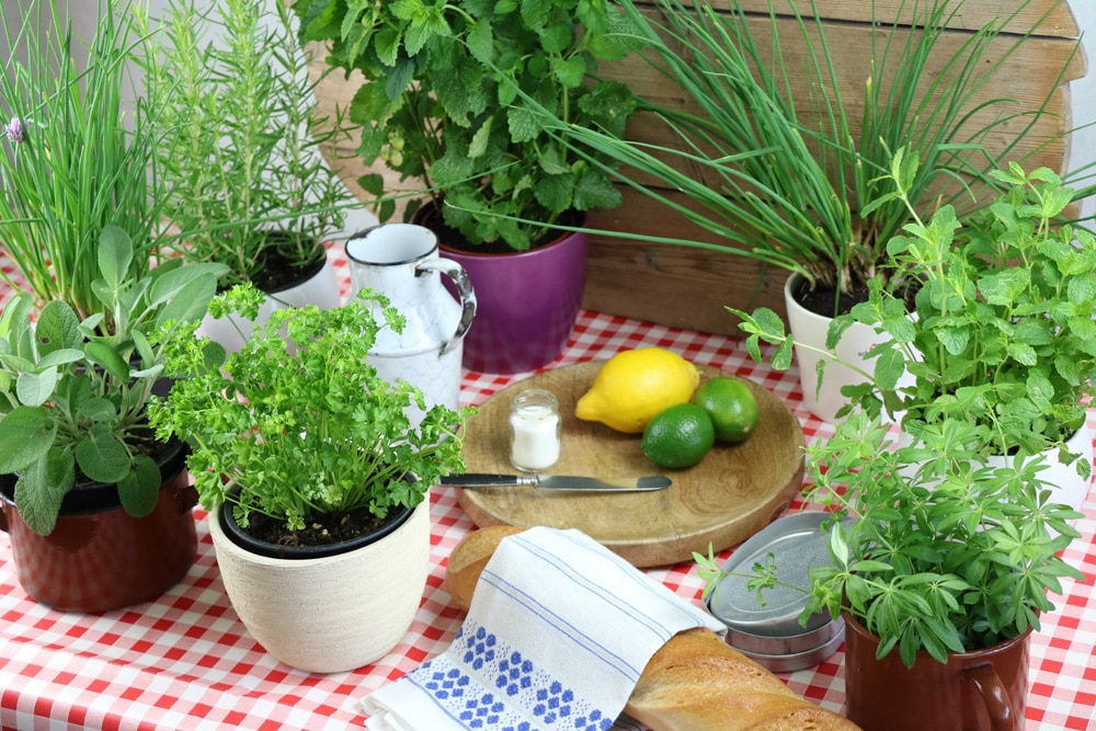 46 winterharte Kräuter für Garten und Balkon von AZ