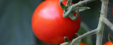Mischkultur Tomaten