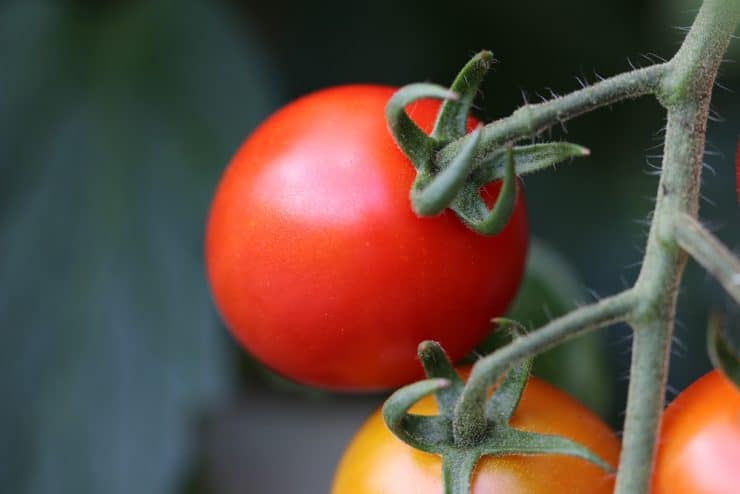 Mischkultur Tomaten