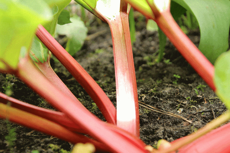 RhabarberSaison 2019/2020 Beginn und Ende der Erntezeit