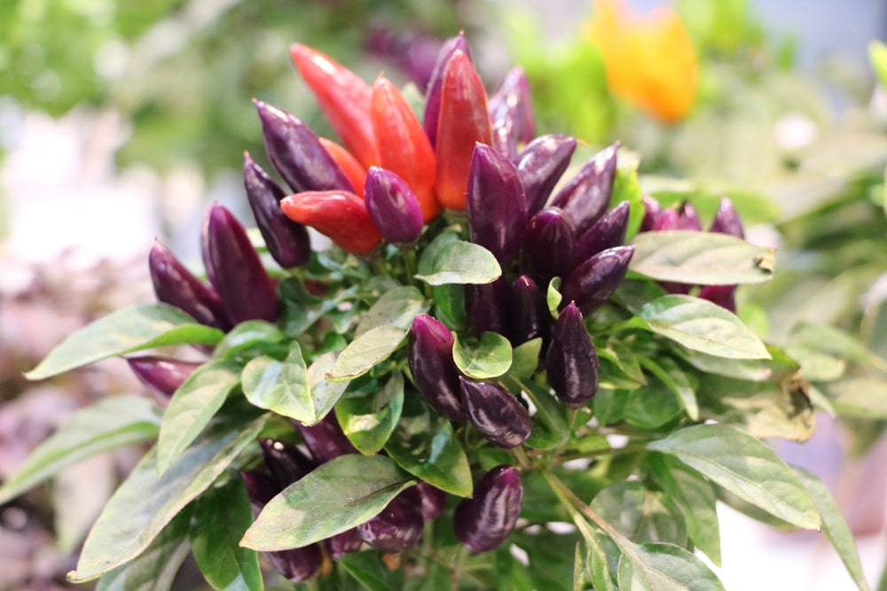 violette Chili