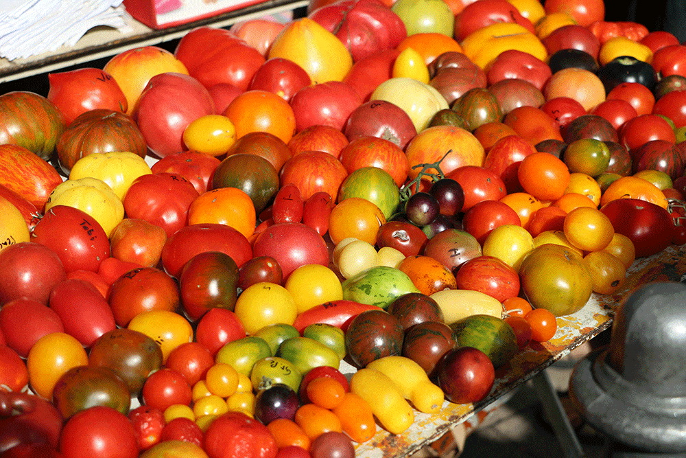 diverse Tomatensorten