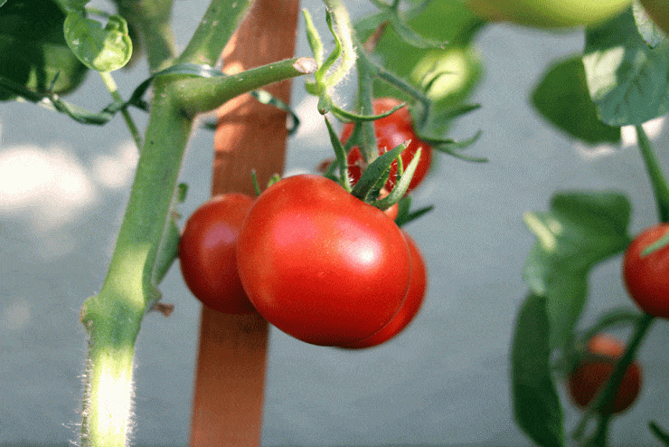 Tomate vor Hauswand