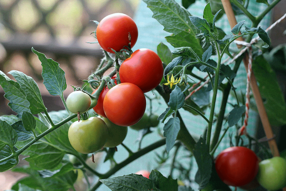 Tomaten auf Balkon