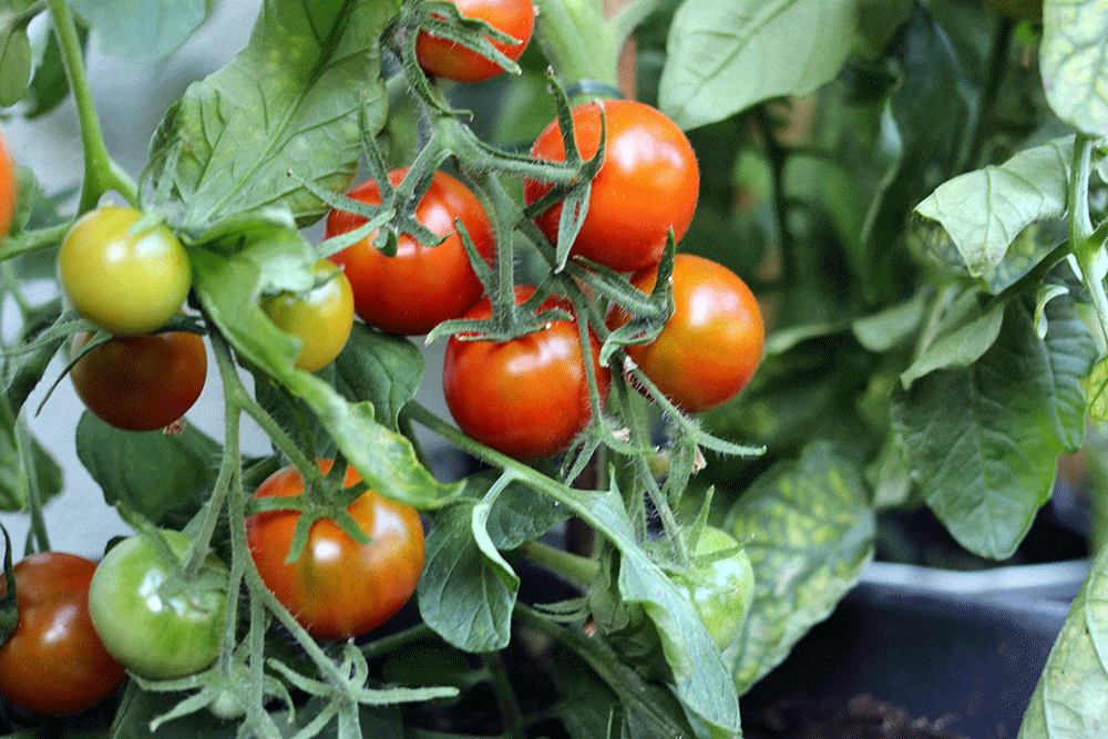 Tomaten im Topf