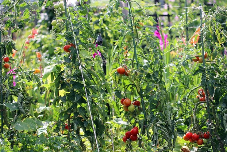 Tomaten und Blumen