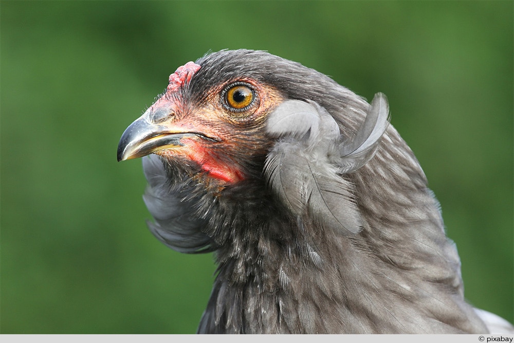 Araucana Huhn