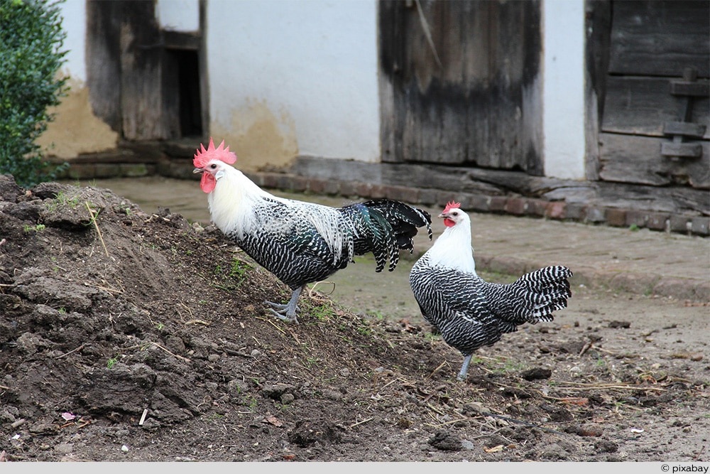 Brakel Huhn Hahn