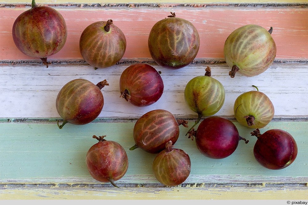 einzelne Stachelbeeren