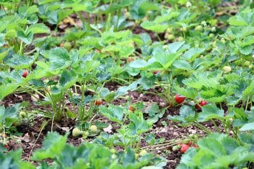 Erdbeeren Feld