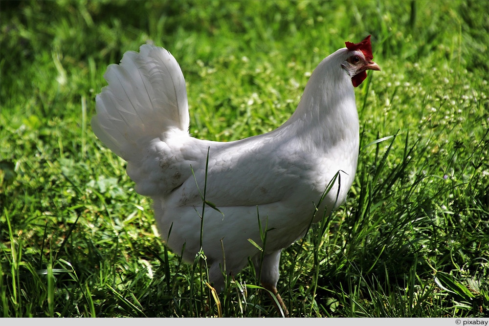 Leghorn auf Wiese