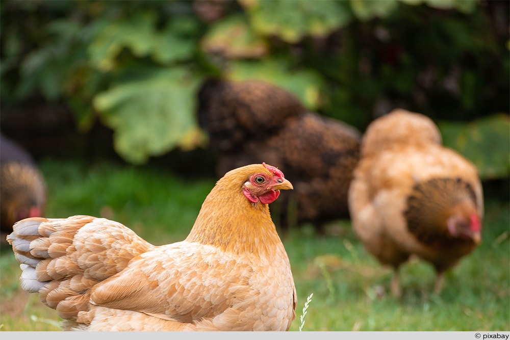 Niederrheiner Huhn