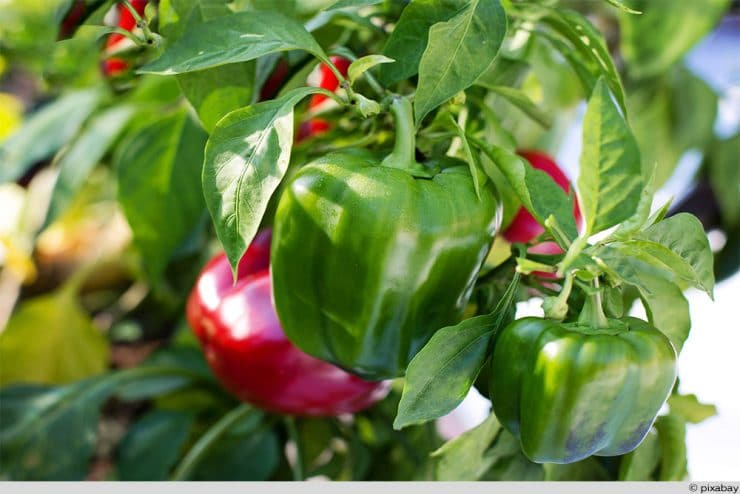 Paprika grün rot