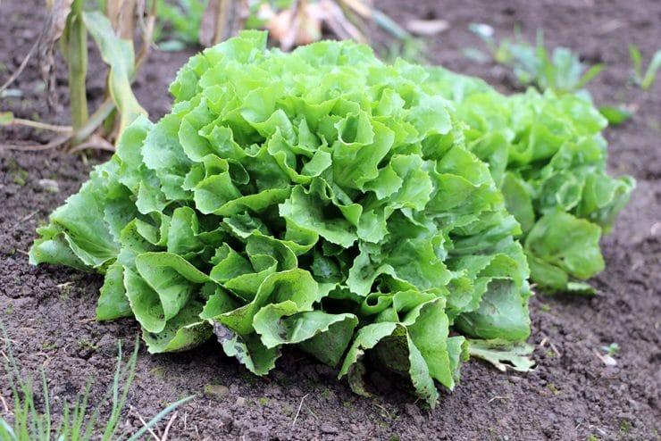 Pflücksalat Beet