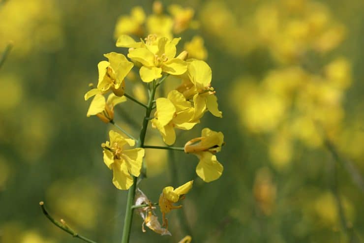 Raps Blüte Rapsöl